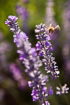 Close up Lavender flower against the blurred background