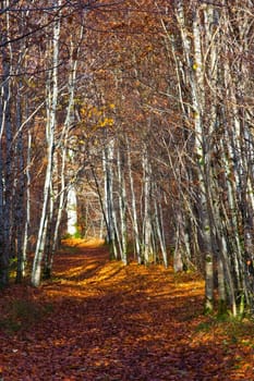 Autumn Forest with orange leaves on the ground