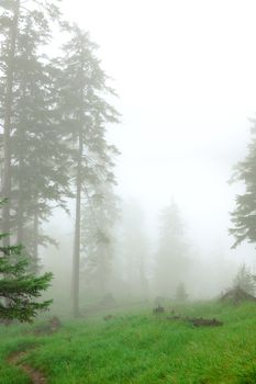 small path in the forest covered with deep fog