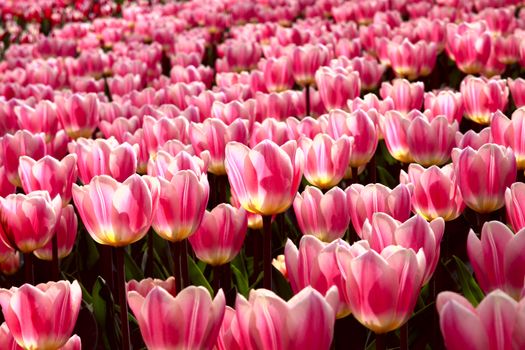 field with many soft pink tulips outdoors