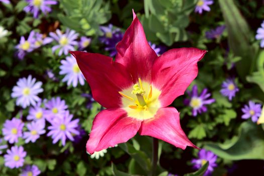 one purple tulip close up outdoors over background of blue flowers