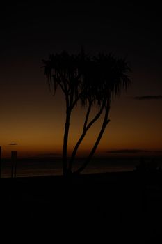 Image of Tree silhouette against the sunset background
