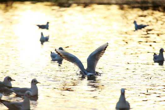 seagull from the back flying over water during sunrise