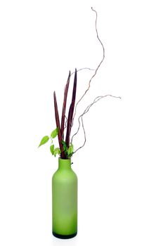 green plant bottle ikebana nageire on white background