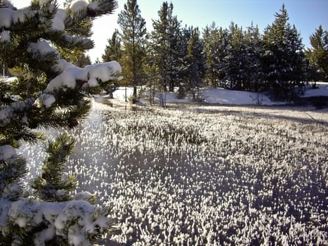 Ice forms on grass in river Yellowstone National Park, USA