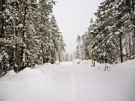 April snow storm hits Yellowstone Park, USA