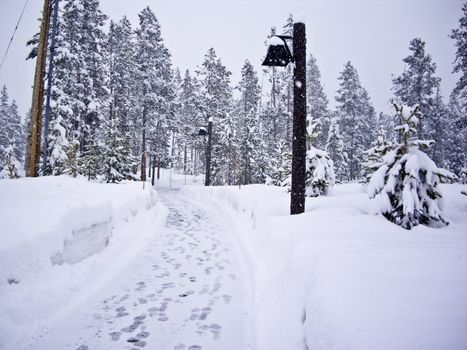 Many footprints on a snowy trail in Yellowstone National Park