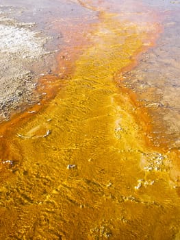 Algae creates color in Yellowstone's geothermal streams