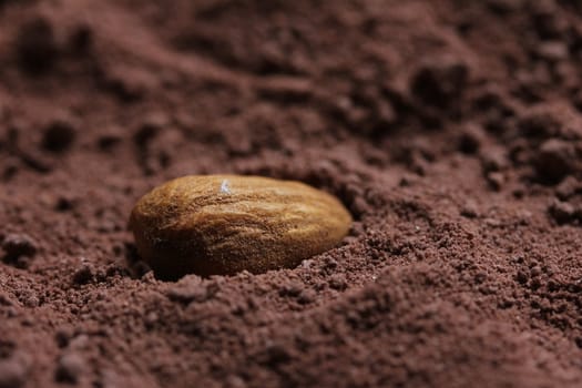 almond in cacao