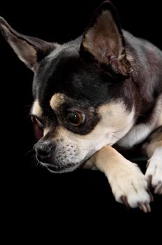 Cute chihuahua in cap and gown for graduation. On black background