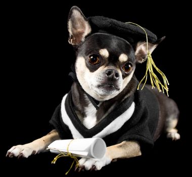Cute chihuahua in cap and gown for graduation. On black background