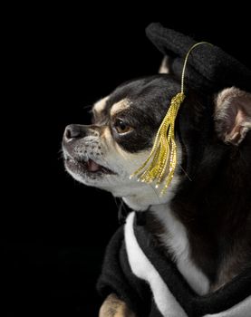 Cute chihuahua in cap and gown for graduation. On black background