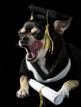 Cute chihuahua in cap and gown for graduation. On black background