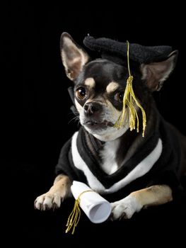 Cute chihuahua in cap and gown for graduation. On black background