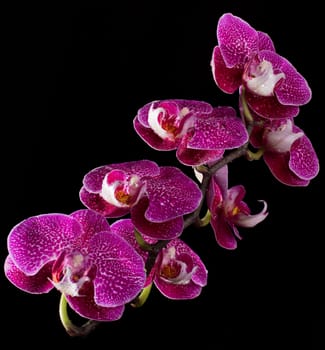 Elegant pink & white orchids with dew drops isolated on black background