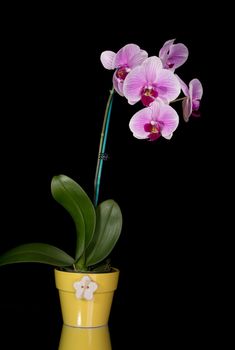 Pink & white orchids in yellow pot isolated on black background