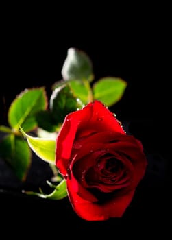 Single red rose with dew drops isolated on black background
