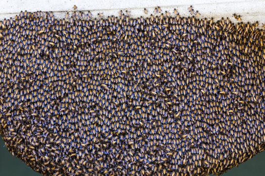 Close up of the bees on beehive