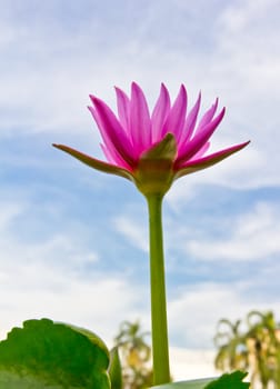 purple water lily