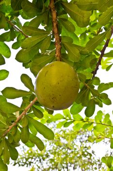 calabash tree