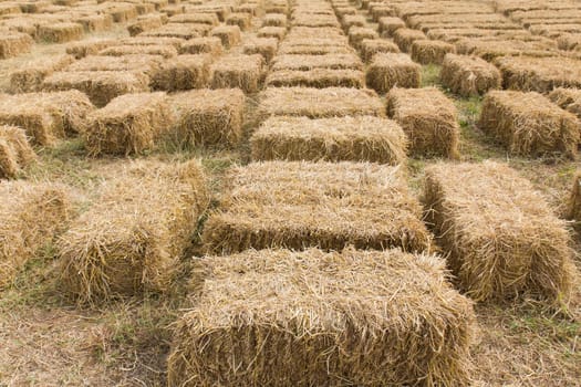 Field with bales of hay or straw countryside at harvest time