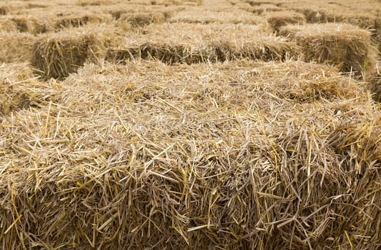 Field with bales of hay or straw countryside at harvest time