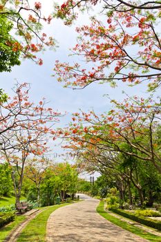 road in the park