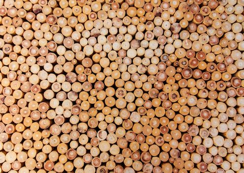 Pile of wood logs  for the background.