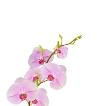  beautiful  purple orchids blooms on white background 