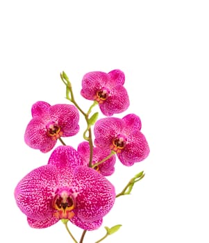  beautiful flora,  orchids blooms on white background 