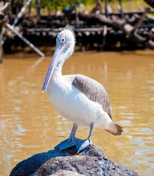 A majestic Dalmatian pelican standing