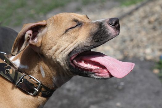 portrait of a dog with open mouth