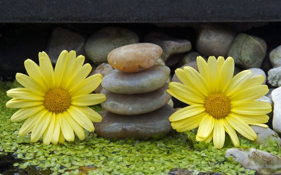 yellow flowers and stones in water