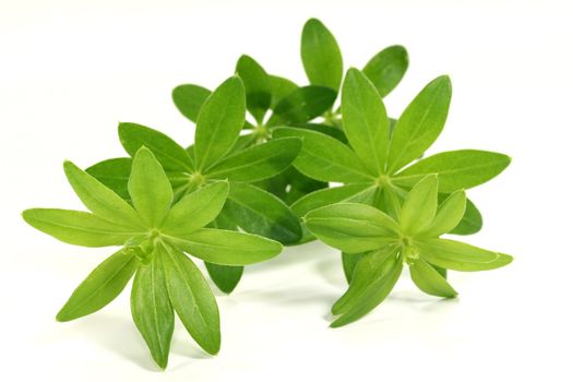 fresh sweet woodruff in front of white background