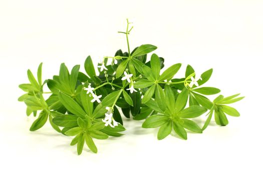 fresh sweet woodruff in front of white background