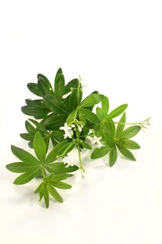 fresh sweet woodruff in front of white background