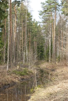 Forest. Landscape. Shot in the spring in the park.