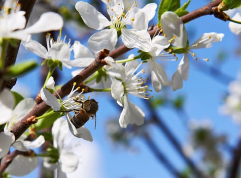 Spring. Bee getting nectar from the cherry tree blossom on a background of blue sky