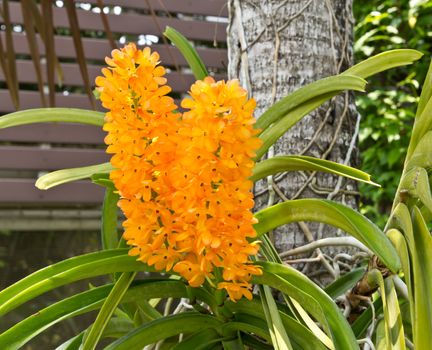 beautiful rhynchocentrum ladda gold orchid