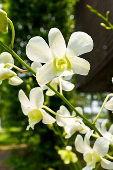 beautiful white  rhynchostylis orchid