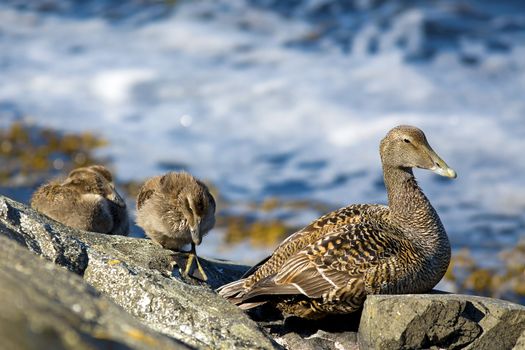 Duckling family on the rocks by the water