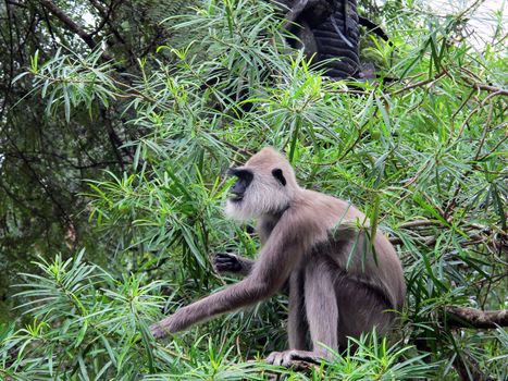 A hanuman langur feeding itself in a tree.  These monkeys believed to be incarnations of the Hindu monkey god Hanuman.  According to legend the monkey's black face and feet are a result of getting caught in a fire while trying to rescue a queen from Sri Lanka's forests.