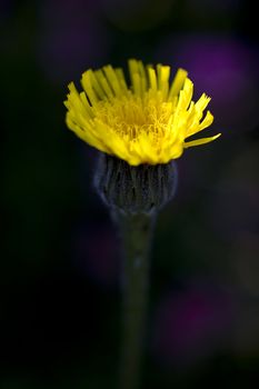 Yellow Hawkweed against black and purple background