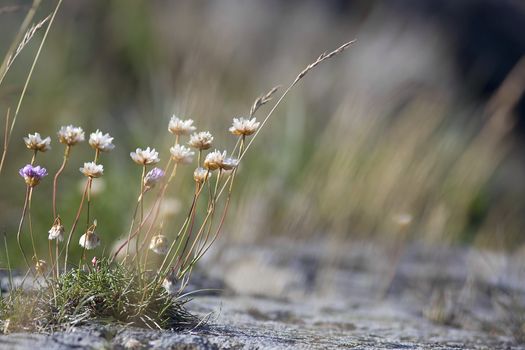 Close up of thrift flowers growing on rocks