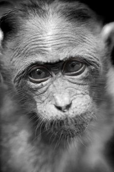 Rhesus Macaque - Macaca mulatta in Keala, India