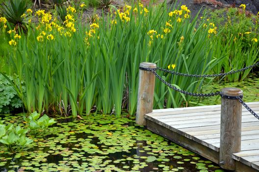 Botanical garden pond with yellow iris flowers 