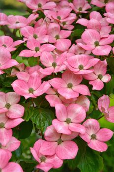 Pink kousa dogwood flowers in full bloom