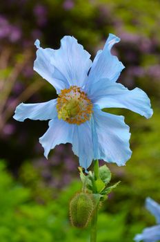 Blue himalayan poppy against green background