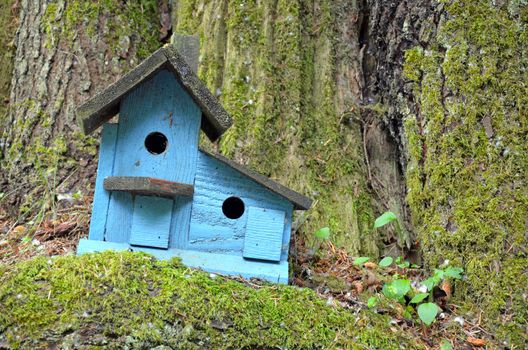 Blue wooden birdhouse sitting in mossy tree