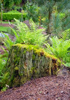 Ferns growing out of mossy old tree stump